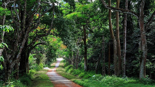 Giày Clorts Chống Trượt: Vững Vàng Trên Mọi Địa Hình Cắm Trại